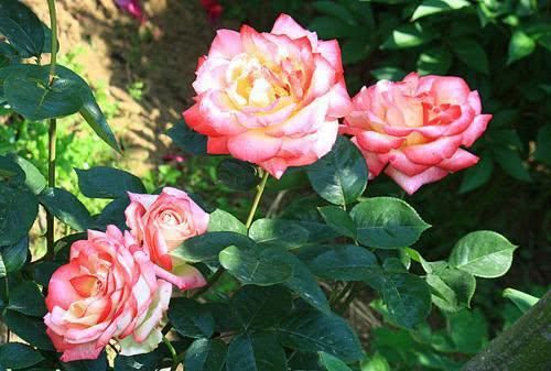 『路边』夏天不怕晒,好打理的4种花,多晒太阳反而爆盆,满盆都是花
