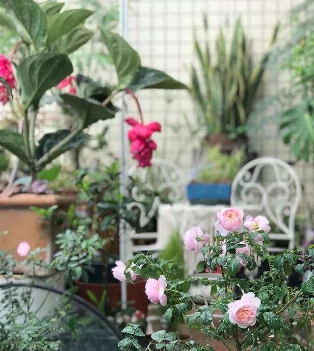  『丰花性好』狼家自育的表现到底如何，戳进来看看花友们的大实话