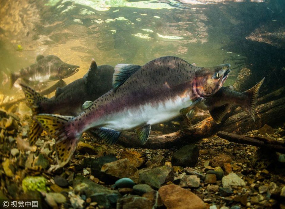 俄罗斯:繁殖季节到来 摄影师水下拍摄粉红大马