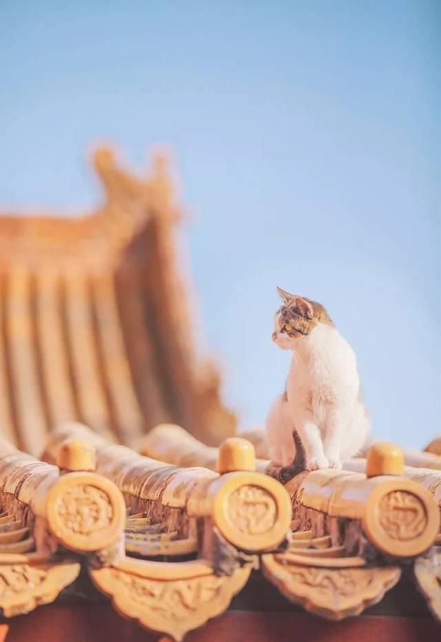 一年 30 多趟故宫，只为拍摄超赞「故宫猫咪图籍」！