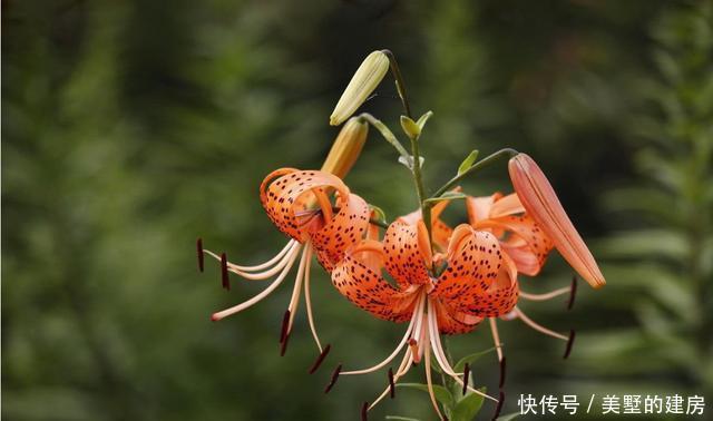 耐热■现在养花就养此3种,耐热耐晒更耐旱,现在养一盆,夏天就能赏花