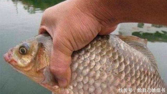 「钓法」五月了,大板鲫只需照我说的钓,不吹不黑,鱼护爆满那都不是事