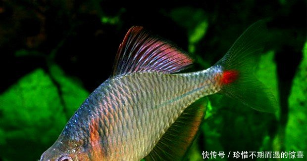 农村常见的一种鱼，小时候都拿来喂鸡，现在却成了高贵的观赏鱼