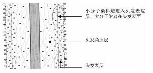  毛小皮细胞@染发的时候，头发发生了什么？