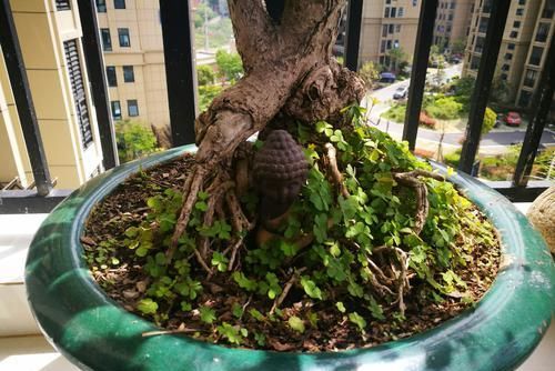  『银杏』银杏小苗怎么做盆景，3种建议做出精美的银杏景观