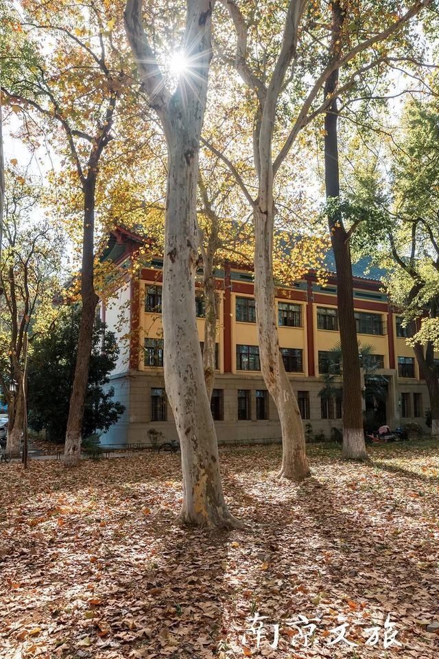 南京这些大学都有最美梧桐大道,有没有你的母校?