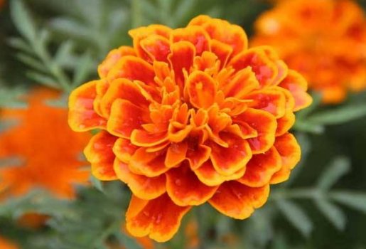  『轻松』家养这几款植物，可贱养不矫情，全年循环开花，轻松打造小花园