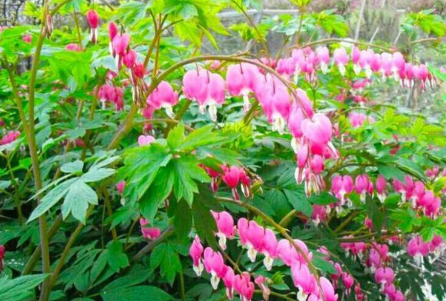「爆香紫」“4种花”花朵硕大、花期长,一开就是300天,观叶又赏花!
