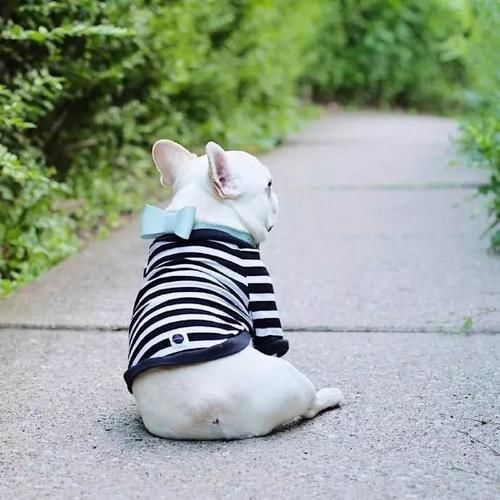  [猪猪]这猪猪狗的精致生活，我也想要体验一次，我有点羡慕