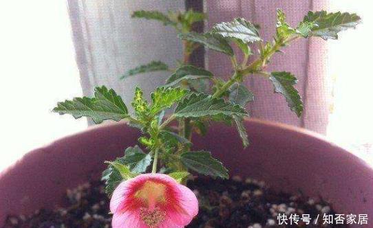  『有花赏』3种花，现在扦插正当时，15天左右生根，当年有花赏！