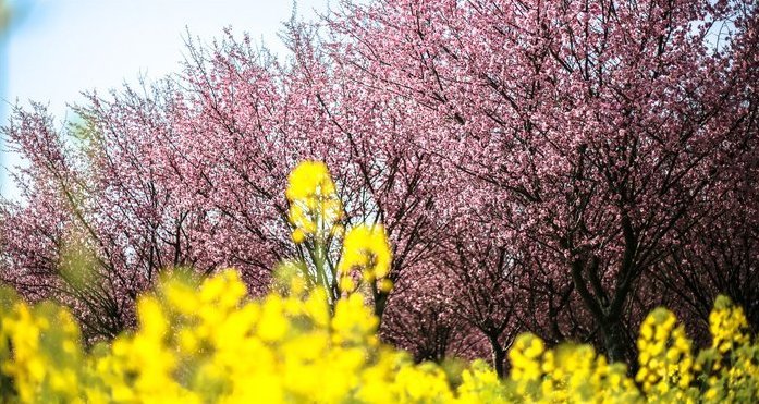  「不失气质」简约不失优雅油菜花地里的WEYVV7精致迷人