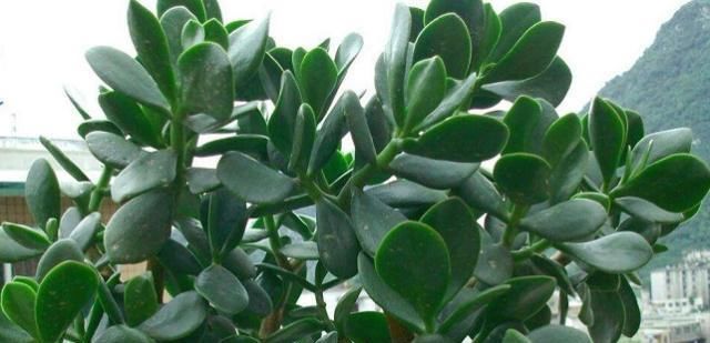  『植株的大小』你家的燕子掌长大不？这最重要的一点，可能被你忽略了