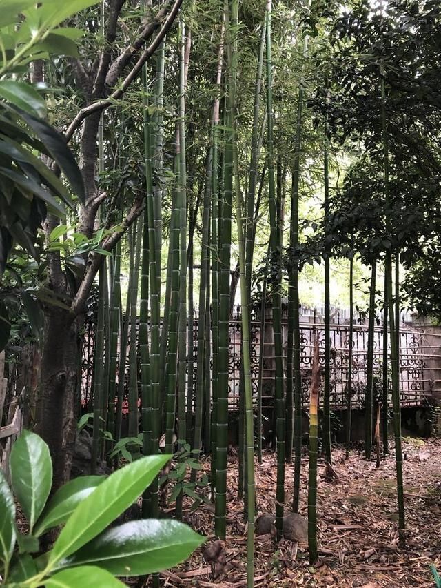  「小竹林」我家小竹林中的“笋宝宝”