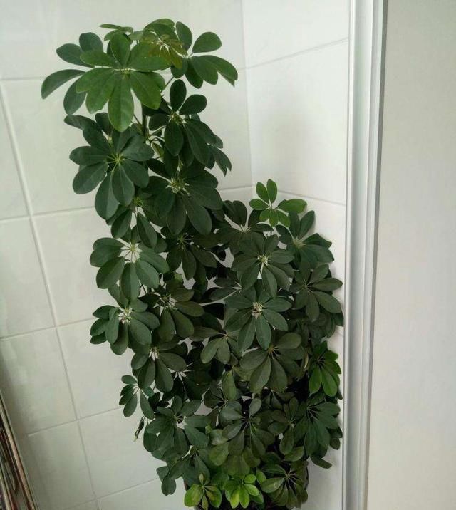  花钱■鸭掌木剪1根枝，配上“泡沫”生白根，不花钱也有“名贵树”！