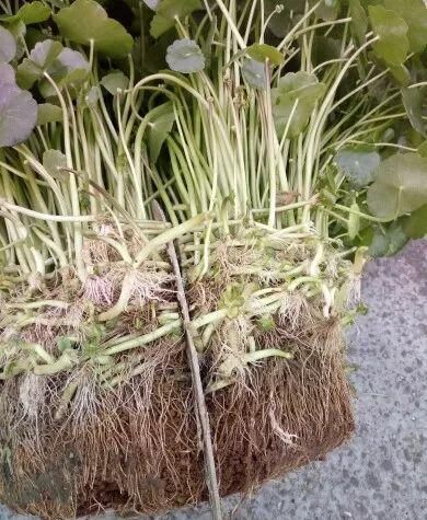  『寓意』6种寓意好的花，剪根枝就能活，年年爆盆不操心！