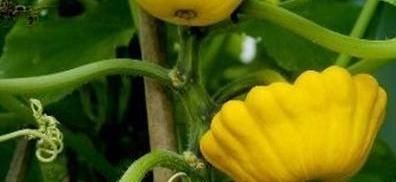  #种类#什么是观赏蔬菜？观赏蔬菜有哪些种类？