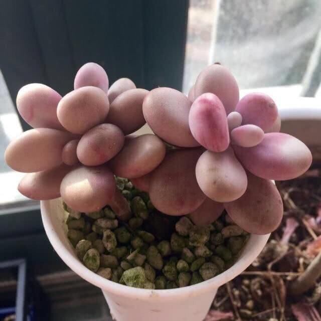  #种植#桃蛋成群生长确实美，但“减负”更重要，不然越养精神越差