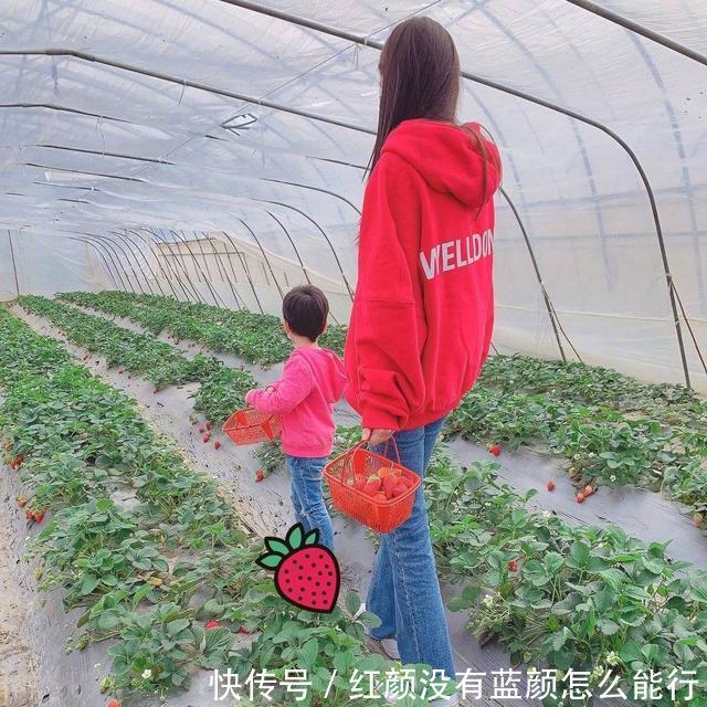 『辣妈』Anglebaby罕见晒娃,亲子装摘草莓,红色毛衣隐约辣妈身材