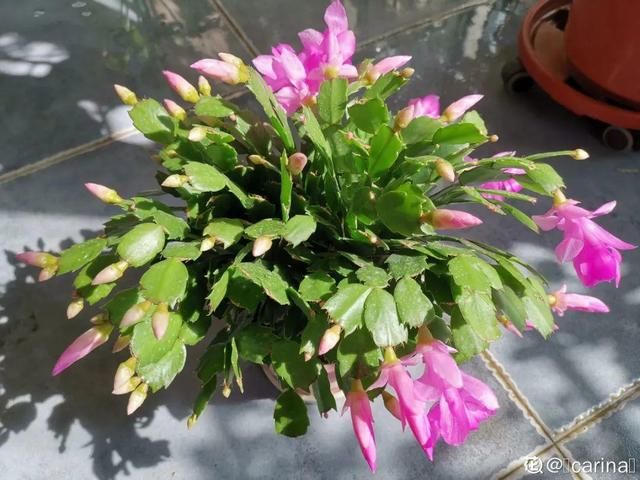  「烂根」天热了，8种花不能乱浇水，小心浇完就死