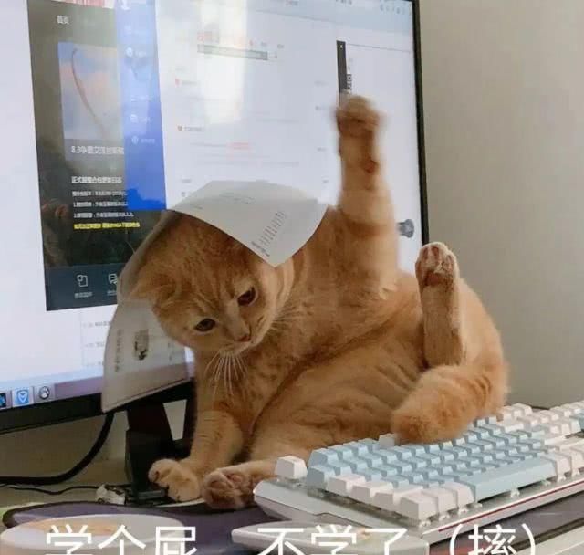  『丁凯乐』他们才是真正的养成系吧……