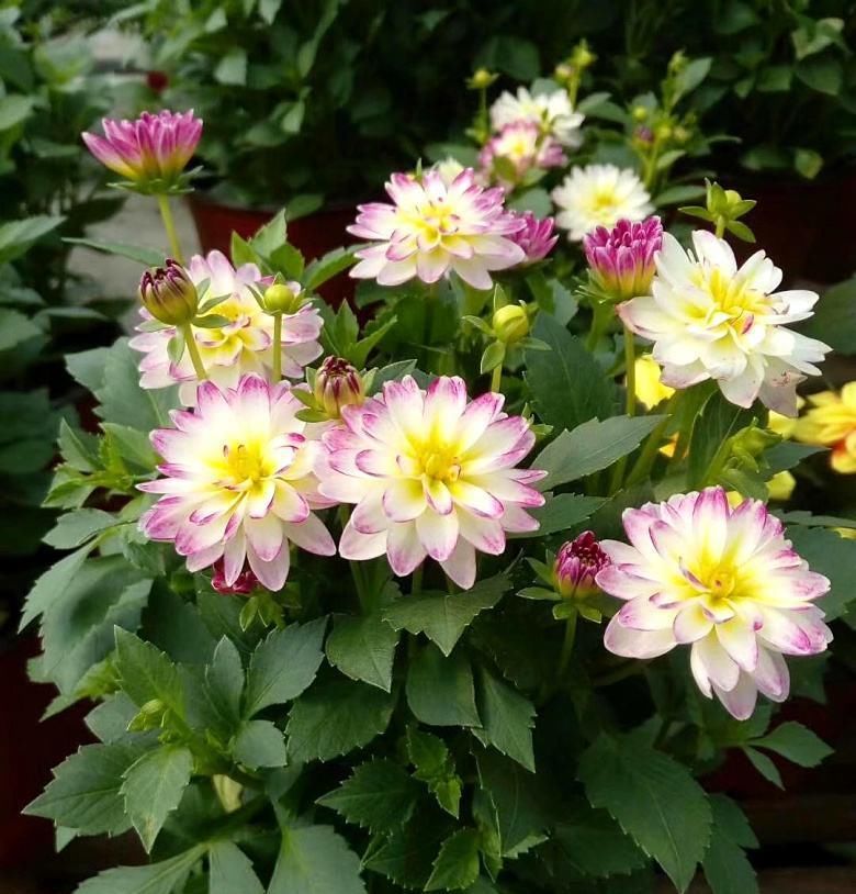  「这款」夏季种花选这款，天气越热，花开越美，花期长达半年，是盆栽佳品