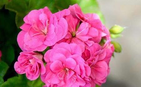  『花园』养花就养清新脱俗的，好养易爆盆，四季花开不停，阳台变温馨花园