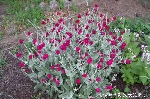 室内|这些特耐旱的盆栽植物,养室内干旱几周都不会挂