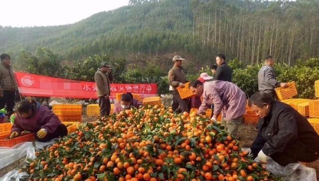  #收购#没成熟就采摘，果农也很无奈：商贩不那么早收购，谁会摘