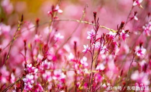  千鸟■它的花长得像桃花，却是一棵山桃草，成片种植犹如千鸟驾到