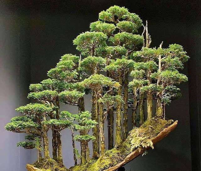 要想让自己的丛林盆景价格翻番，看看这8步走战略