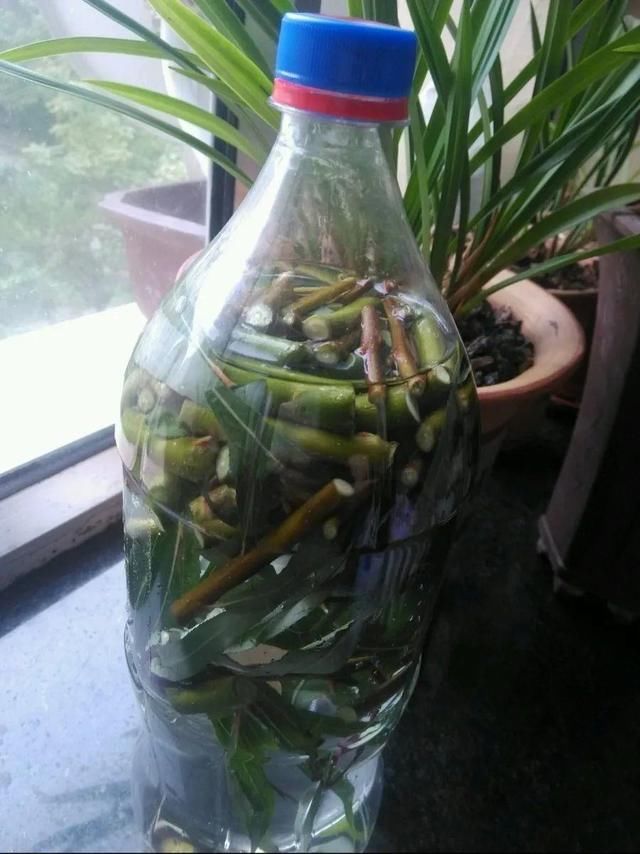  ＂x＂:＂0＂在家自制壮根水，7天浇一次，养出白胖萝卜根！