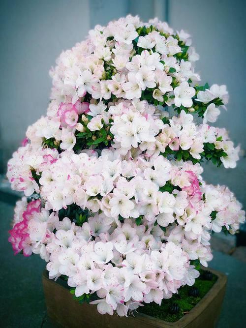 土壤的PH■杜鹃为什么不开花?教你一个小窍门,喂点“白醋”,红花开不停