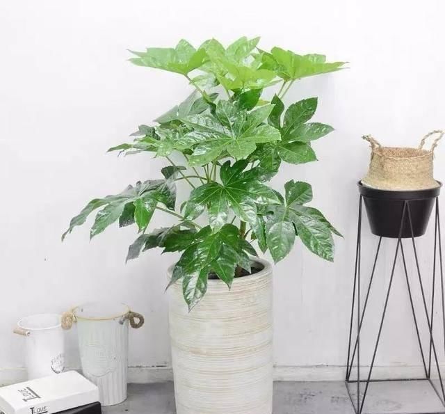  [有钱]这八种花命里带金，越养越有钱，你确定不来一盆吗？