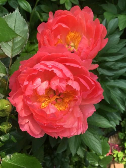  #解决#芍药常见4种病害，及其具体表现，解决病害小妙招，值得学学