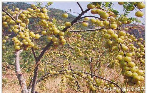 这野果农民每年都会去摘，却从来都不舍得吃，这是为何