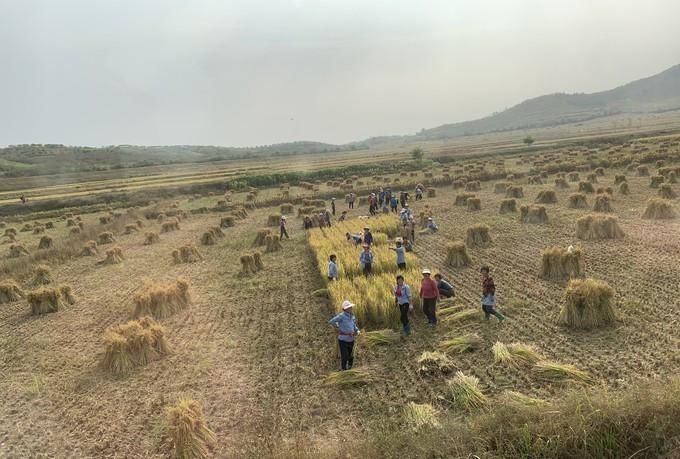  收割|走进朝鲜：看看朝鲜农民如何收庄稼？