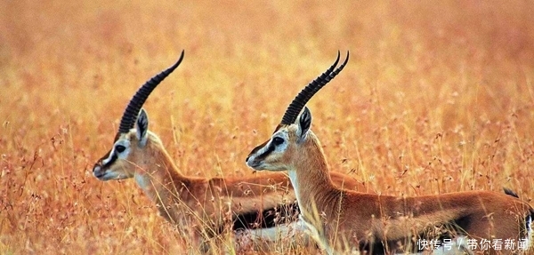 其他动物的活动