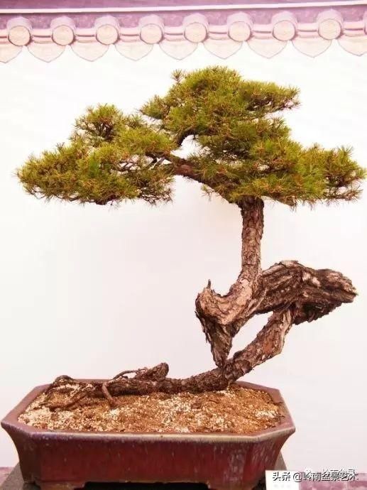 盆景大师都爱玩，山松会否成为下一个热点？