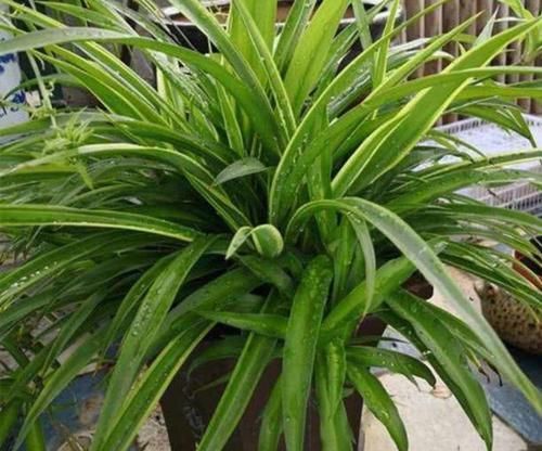  『盆栽』室内养6种植物，能净化空气环境，点缀家居、有益健康