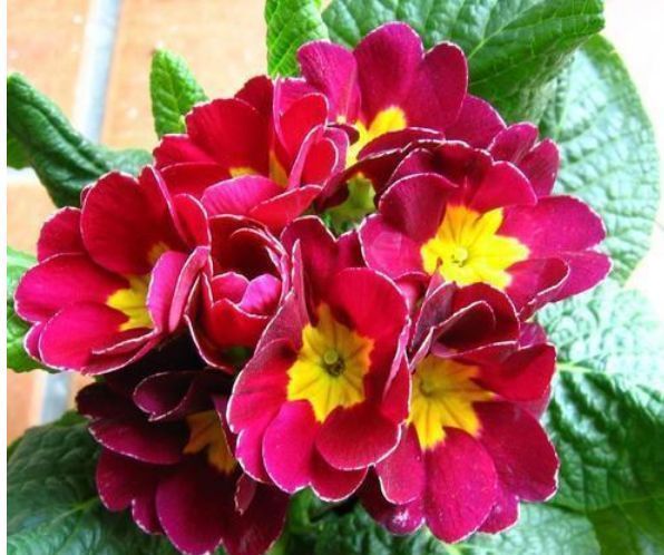 『春天』“4种花”最适合春天养,开花多又美,人见人爱,开成小花园!