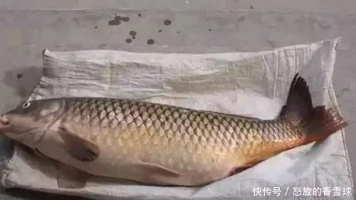 『配方』鲤鱼“戒不掉”的饵料,水里一扔,鲤鱼拼命咬钩,拉杆到手软