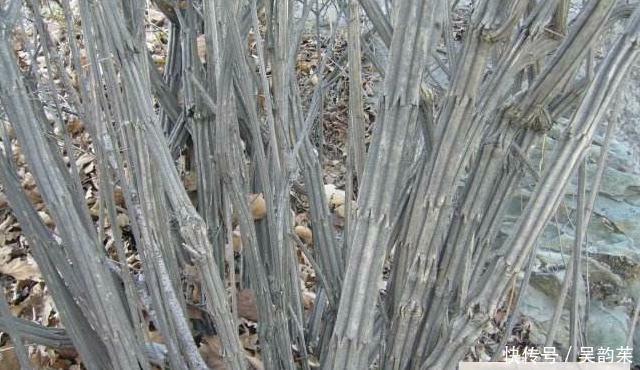 这种树木，人称“降龙木”，当下极为珍贵，且价值胜比黄金