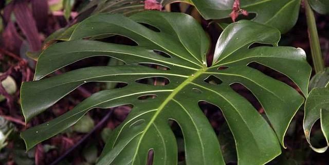  『植物』家里种上这4种盆景，还担心什么雾霾，天天都有好空气！