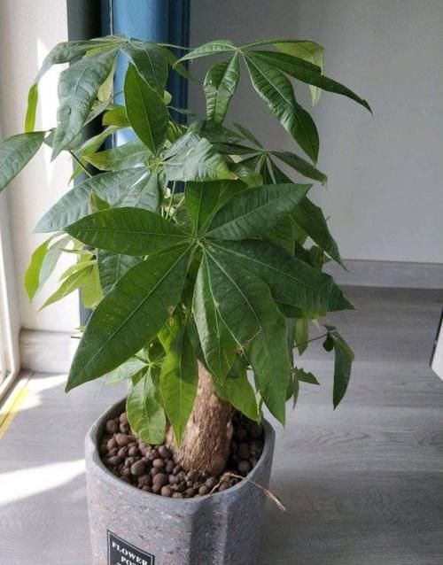  新芽■给发财树“剃剃头”，新芽蹿的快，树冠长成伞，茂密油绿