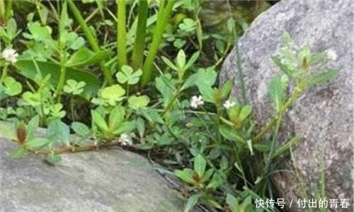 农村长在田埂上的野菜,农民对它“恨之入骨”,现在却差点被吃光了