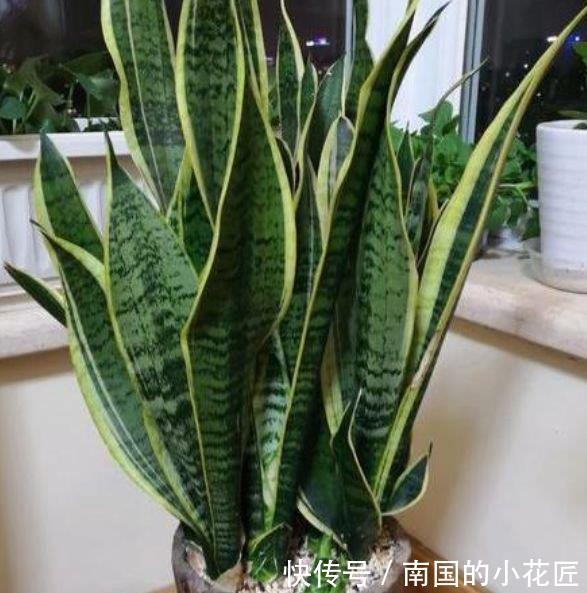  【质量】养花就养这几款，夜间释放氧气，改善睡眠质量，心情越来越好