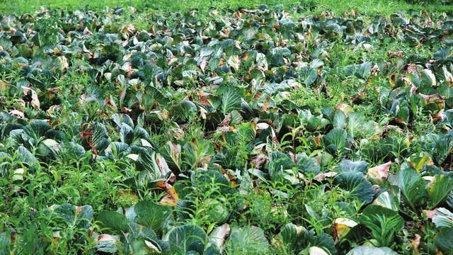  产地■产地收购价逼近45元，全程人工采摘极其危险！农民：能赚