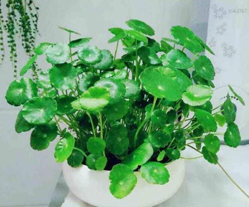  「适合」这2种花草，不用费心管理，也能旺盛生长，适合新手养护！