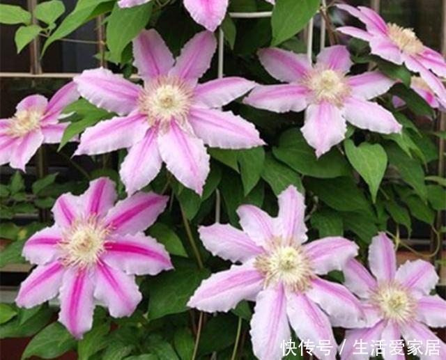  开爆|这3种花，堪称“开花机器”，学会几个“技巧”，一养就开爆盆