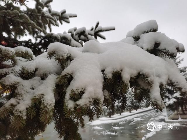  『甘南』甘肃甘南高原雪纷飞 迟归春色别样美